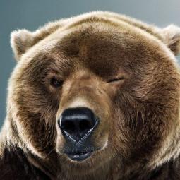 winking_bear
