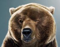 winking_bear