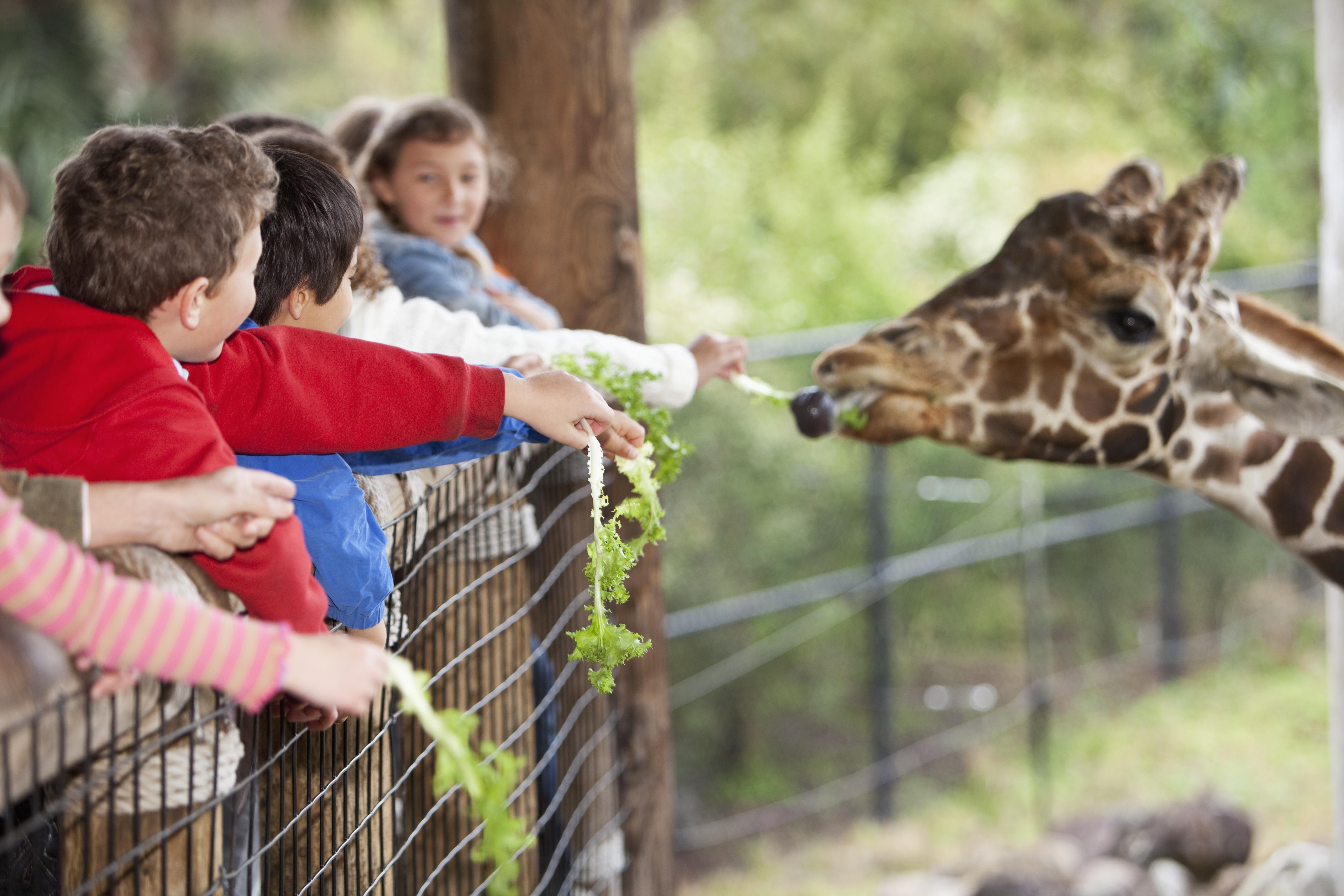 Children at zoo feeding